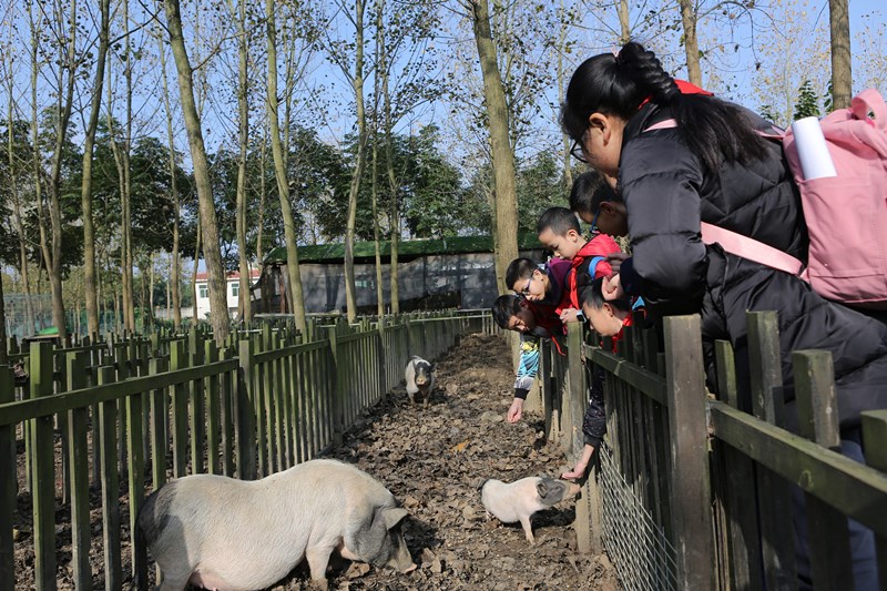 新光小学田间地头学知识 农耕体验乐趣多(图3)